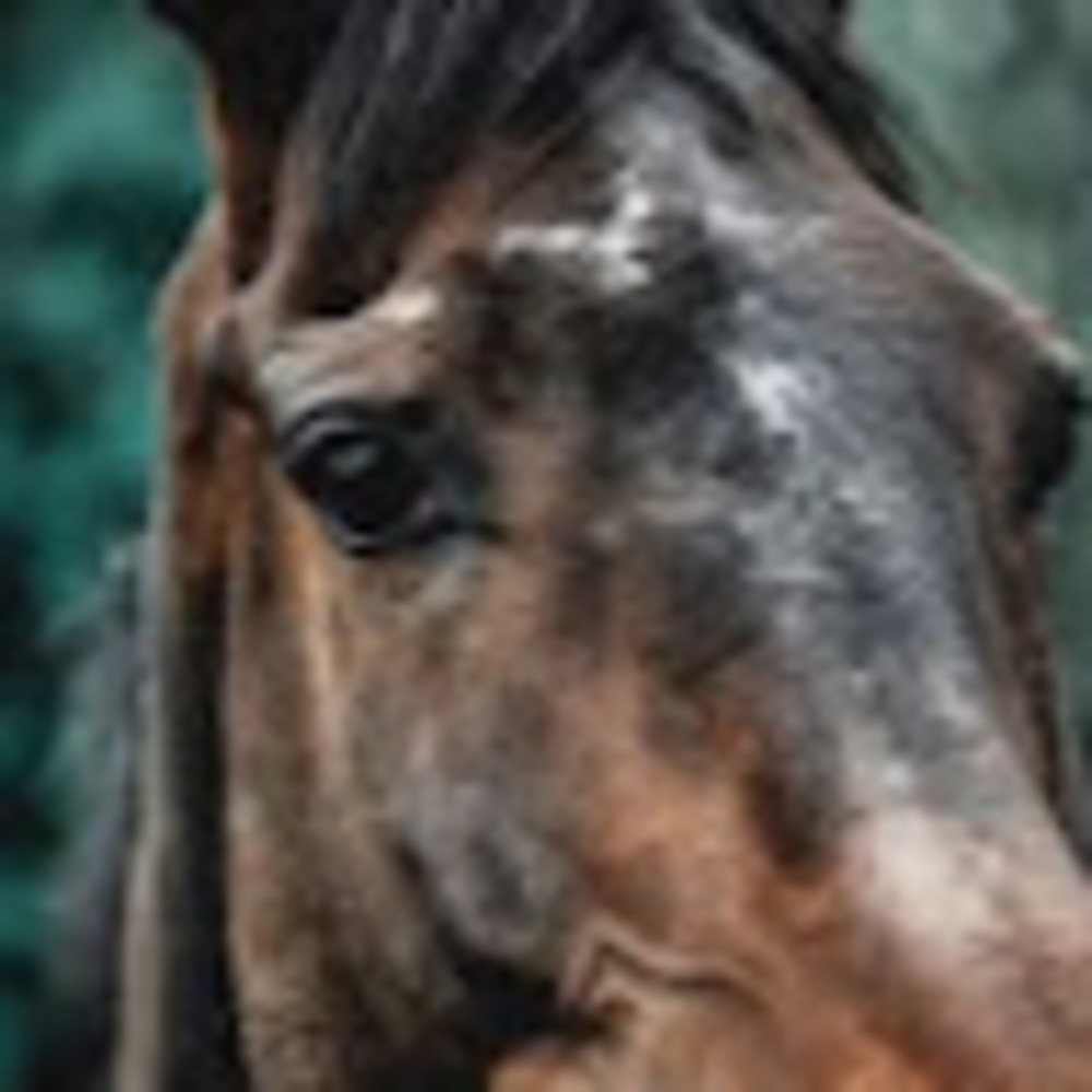 Meet your Posher, Alannah